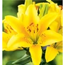 Kép 1/3 - Lilium - Egzotikus Menorca ázsiai liliom virághagyma 16/18 sárga 1 db
