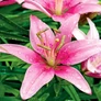 Kép 1/3 - Lilium - Egzotikus Manado ázsiai liliom virághagyma 16/18 rózsaszín 1 db