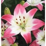Kép 1/3 - Lilium - Egzotikus Lollypop ázsiai liliom virághagyma 16/18 fehér-rózsaszín 1 db
