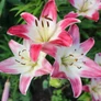 Kép 2/3 - Lilium - Egzotikus Lollypop ázsiai liliom virághagyma 16/18 fehér-rózsaszín 1 db