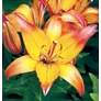 Kép 1/4 - Lilium - Egzotikus Linda ázsiai liliom virághagyma 18/20 sárga-rózsaszín 1 db