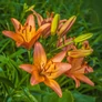 Kép 2/4 - Lilium - Egzotikus Linda ázsiai liliom virághagyma 18/20 sárga-rózsaszín 1 db