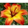 Kép 3/4 - Lilium - Egzotikus Linda ázsiai liliom virághagyma 18/20 sárga-rózsaszín 1 db