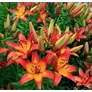 Kép 4/4 - Lilium - Egzotikus Linda ázsiai liliom virághagyma 18/20 sárga-rózsaszín 1 db