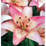 Kép 1/4 - Lilium - Egzotikus Rosellas Dream ázsiai liliom virághagyma 16/18 fehér-rózsaszín 1 db