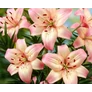 Kép 2/4 - Lilium - Egzotikus Rosellas Dream ázsiai liliom virághagyma 16/18 fehér-rózsaszín 1 db