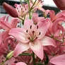 Kép 4/4 - Lilium - Egzotikus Rosellas Dream ázsiai liliom virághagyma 16/18 fehér-rózsaszín 1 db