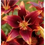 Kép 1/3 - Lilium - Egzotikus Forever Susan ázsiai liliom virághagyma 16/18 Burgundy-narancssárga 1 db