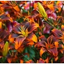 Kép 2/3 - Lilium - Egzotikus Forever Susan ázsiai liliom virághagyma 16/18 Burgundy-narancssárga 1 db