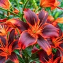 Kép 3/3 - Lilium - Egzotikus Forever Susan ázsiai liliom virághagyma 16/18 Burgundy-narancssárga 1 db