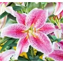 Kép 1/3 - Lilium - Egzotikus Oriental Stargazer ázsiai liliom virághagyma 18/20 Rózsaszín-fehér 1 db