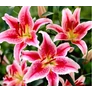 Kép 2/3 - Lilium - Egzotikus Oriental Stargazer ázsiai liliom virághagyma 18/20 Rózsaszín-fehér 1 db