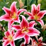 Kép 3/3 - Lilium - Egzotikus Oriental Stargazer ázsiai liliom virághagyma 18/20 Rózsaszín-fehér 1 db
