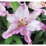 Kép 1/4 - Lilium - Egzotikus Oriental Brasilia liliom virághagyma 18/20 Lila-fehér 1 db