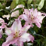 Kép 3/4 - Lilium - Egzotikus Oriental Brasilia liliom virághagyma 18/20 Lila-fehér 1 db