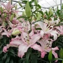 Kép 2/4 - Lilium - Egzotikus Oriental Brasilia liliom virághagyma 18/20 Lila-fehér 1 db