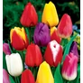 Kép 1/2 - 5 db-os Kapers Tulipán virághagyma - Triumph Tulipán színes Mix 11/12