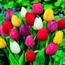 Kép 2/2 - 5 db-os Kapers Tulipán virághagyma - Triumph Tulipán színes Mix 11/12