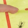 Kép 5/6 - 10 m-es légypapír, rovarragasztó tekercs – Hatékony légycsapda