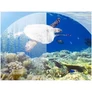 Kép 7/8 - Teljes arc Snorkeling búvármaszk L/XL 