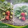 Kép 16/19 - Gardlov 3x6m protective net for flowerbed