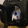 Kép 14/15 - Carrier - bag for dog/cat - black